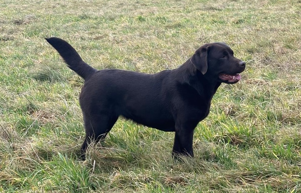 Kime vom Kloster Haimbach